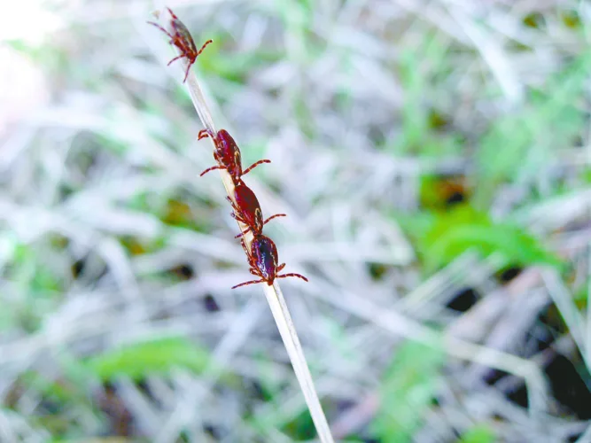 Protect yourself: Why ticks are spreading in Michigan